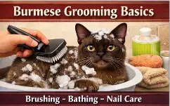 Burmese Cat Grooming Basics for Coat Care and Hygiene