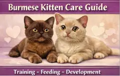 Burmese Kitten Care Guide for Growth and Early Health