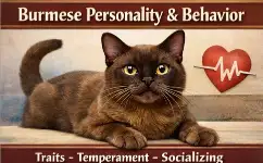 Burmese Cat Personality and Behavior Traits Explained