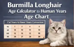 Burmilla Longhair Cat Age Calculator to Human Years With Chart