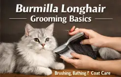Burmilla Longhair Cat Grooming Basics for Coat Care