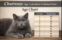 Chartreux Cat Age Calculator to Human Years With Simple Chart