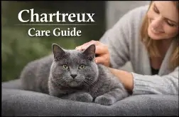 Chartreux Cat Care Guide for Daily Needs and Healthy Living