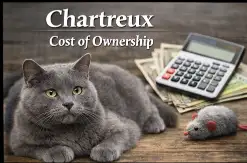 Chartreux Cat Cost of Ownership and Lifetime Expenses