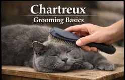 Chartreux Cat Grooming Basics for Coat Care and Hygiene
