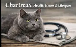 Chartreux Cat Health Issues and Average Lifespan Guide