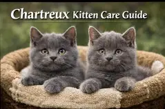Chartreux Kitten Care Guide for Growth and Early Health