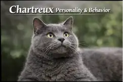 Chartreux Cat Personality and Behavior Traits Explained