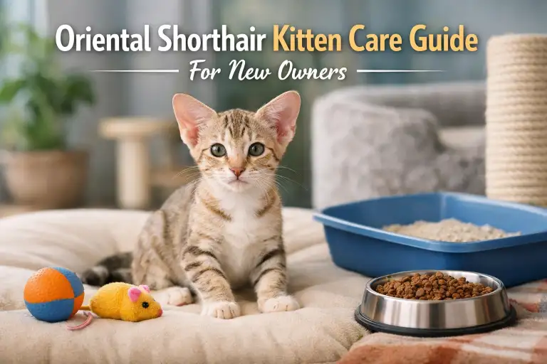 Oriental Shorthair Kitten Care: A Complete Guide for New Owners