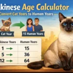 A Tonkinese cat sitting next to a simple chart showing Tonkinese age converted to human years, with bright blue eyes and cream-colored short fur