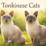 A short-haired Tonkinese cat being gently brushed by its owner, showing its silky coat and relaxed posture during grooming